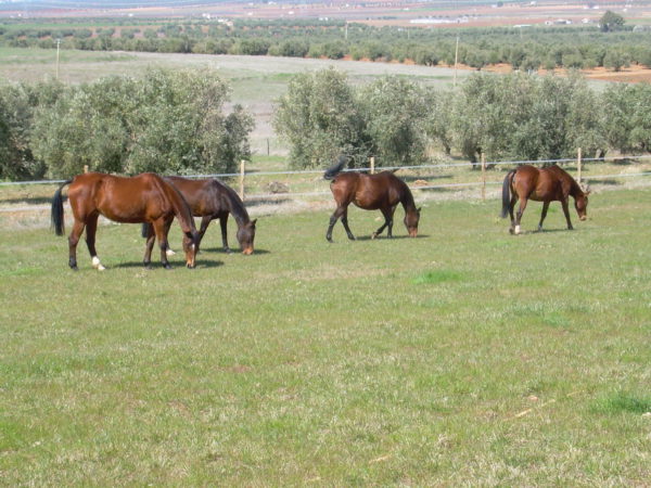 Caballos de la Finca Las Agrupadas