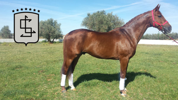 Baloubet Son Finca Las Agrupadas